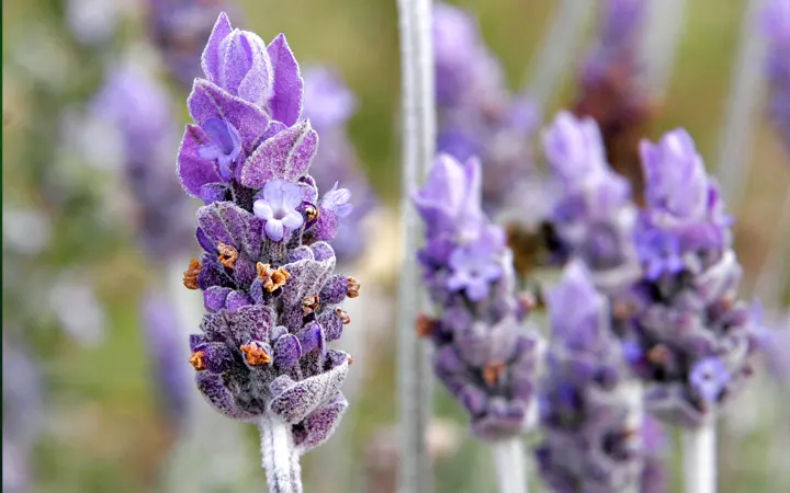 Flor de lavanda