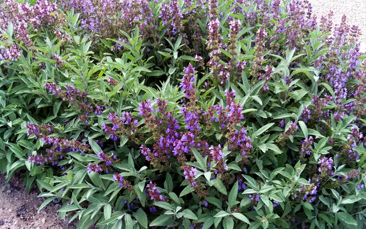 Flower-Salvia-inciensoshop