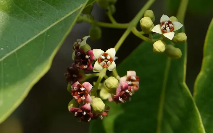 plant-of-sandalo-inciensoshop