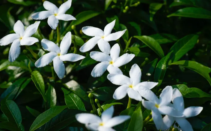 Flower-Jasmine-inciensoshop