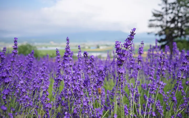 Flor de lavanda