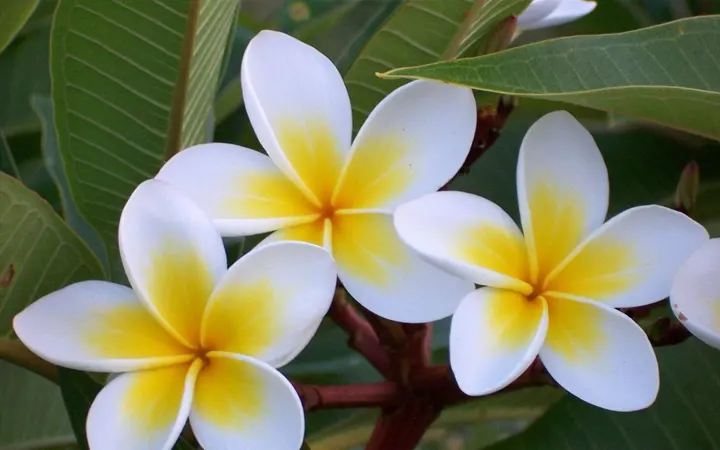 Frangipani-incensohsop