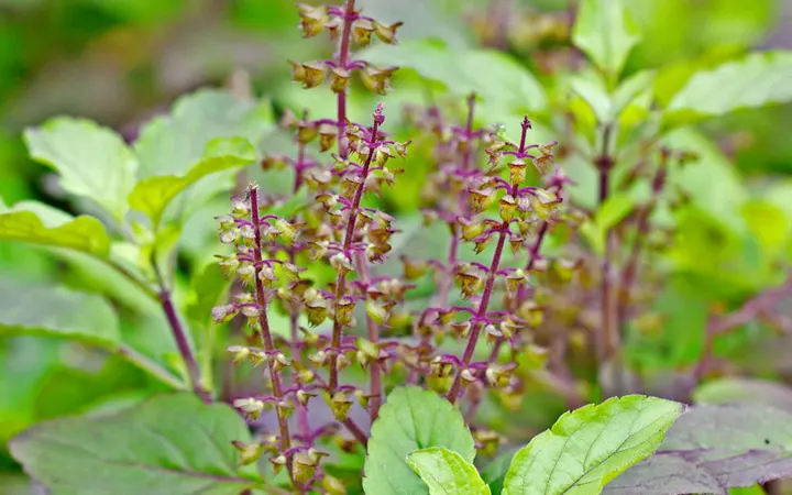 Tulsi - Inciensoshop