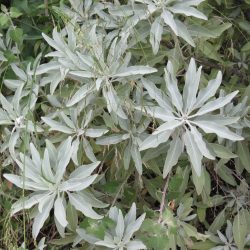 white sage is a medicinal plant widely used in medicine.