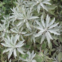 Planta Salvia blanca (hojas)