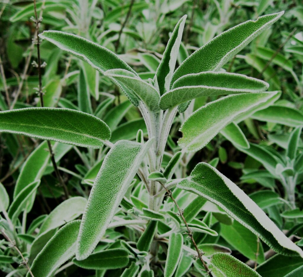 𝗦𝗔𝗟𝗩𝗜𝗔 𝗕𝗟𝗔𝗡𝗖𝗔 🌿 Quemar salvia blanca te - Mercado del arte