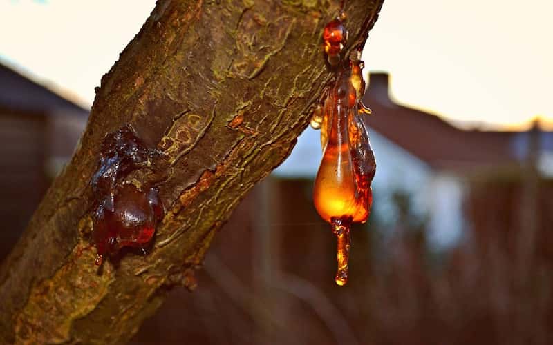 El copal es el nombre que reciben varias resinas aromáticas vegetales, en una etapa intermedia entre la polimerización y el endurecimiento de la resina y el ámbar