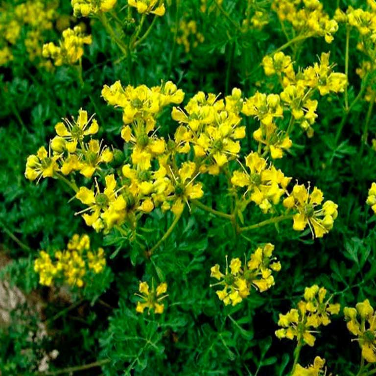 El copal es el nombre que reciben varias resinas aromáticas vegetales, en una etapa intermedia entre la polimerización y el endurecimiento de la resina y el ámbar