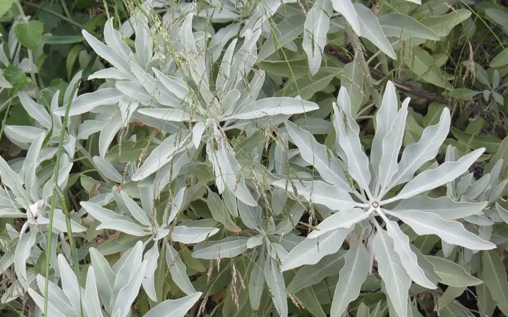 Salvia-Blanca-inciensoshop
