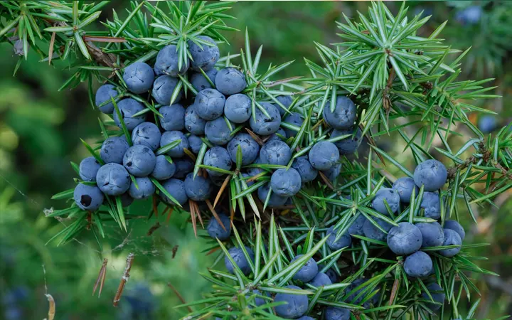 Berry-Juniper-ciensoshop