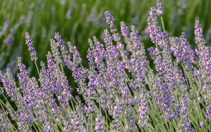 Flor-Lavanda-inciensoshop