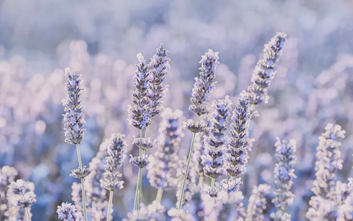 Flower-Lavender-inciensoshop