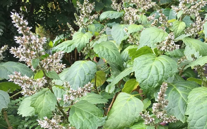 Flor de Pachulí - Goloka