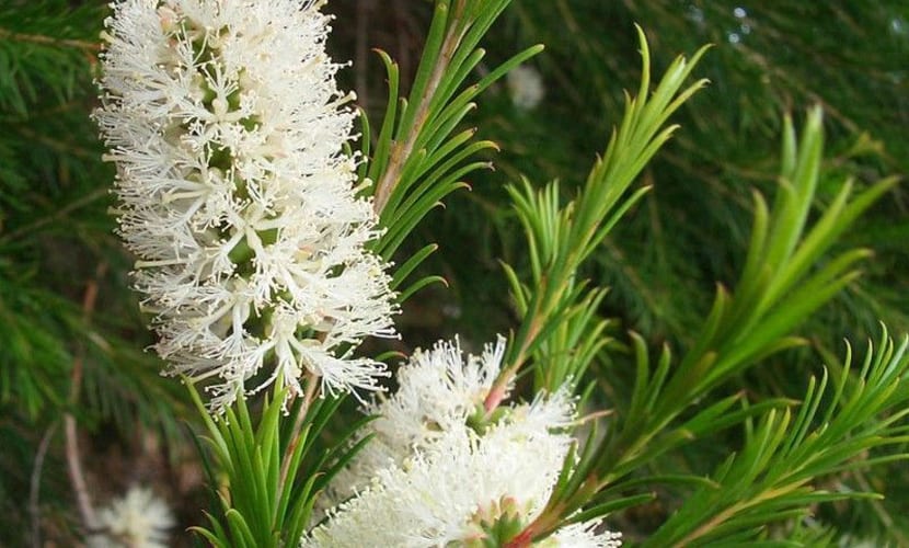 El árbol del té proviene de Australia, y fue nombrada por James Cook