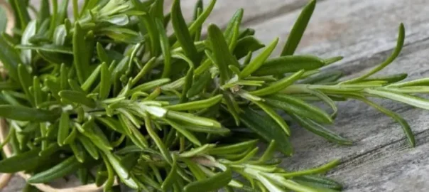 Rosemary is native to southern Europe and North Africa, mainly found on the Mediterranean coast, and its scientific name is "rosmarinus", which means dew of the sea.