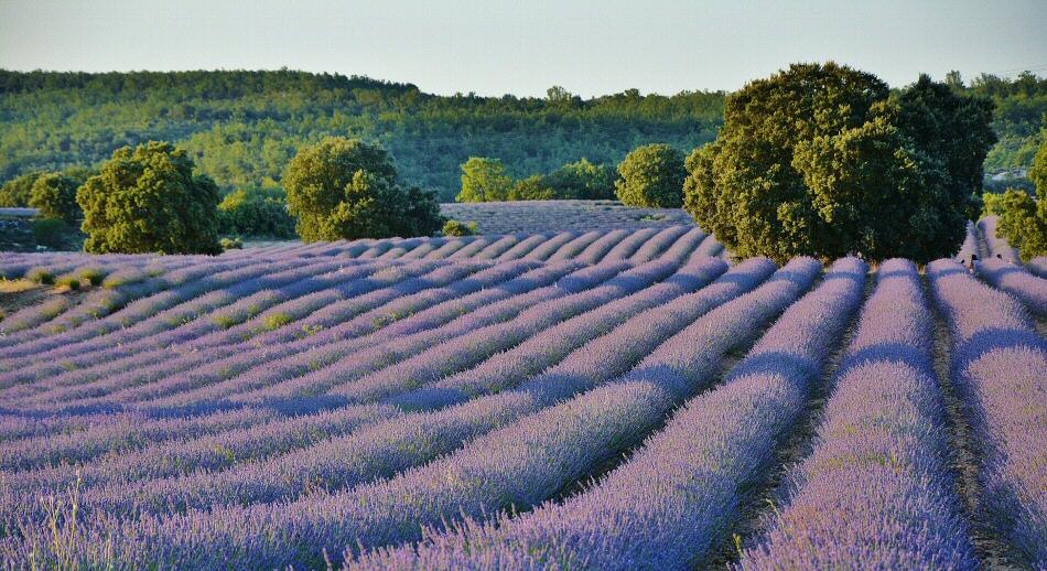 La lavanda es originaria de Francia y España, y se cultiva en regiones cálidas localizadas sobretodo en el mediterráneo.