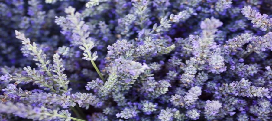 Conoce el asombroso efecto de las Propiedades de la Lavanda