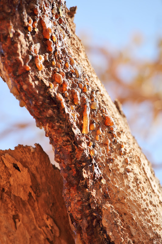 La mirra tal y como la conocemos es una resina que se extrae del árbol árbol "Commiphora Myrrha".