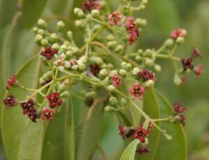 The Sandalwood tree originates from Asia and is from a family of trees that can live up to 100 years.