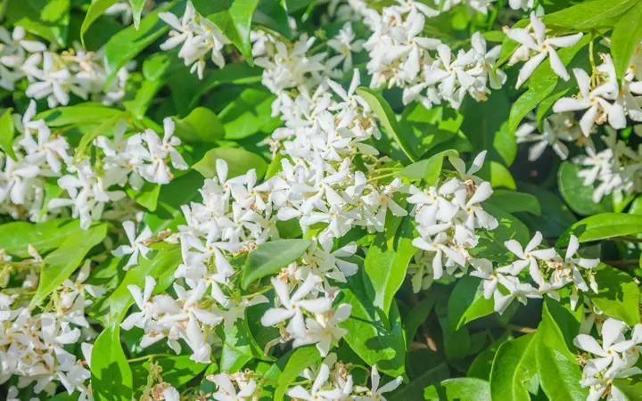 Flor de jazmín