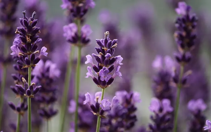 Flower-Lavender-2-inciensoshop