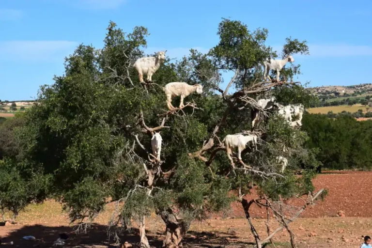 El argán es una árbol floral, y es autóctono de los semis-desiertos del suroeste de Marruecos.