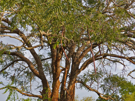 La canela proviene de la corteza del árbol de la canela de Ceilán, un árbol de aproximadamente 15 metros.