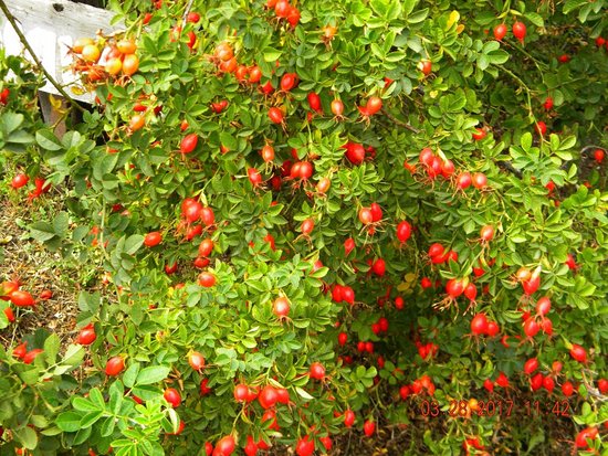 Rosehip is a vegetable oil that comes from the seeds of the Rosa Moschata, a shrub of the rose family.