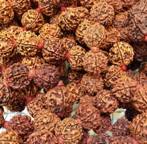 Rudraksha is a seed that comes from the Elaeocarpus Ganitrus tree that grows mainly in volcanic soil and takes about 3-4 years to bear fruit.