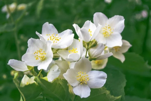 It has been used in medicine for several centuries and is one of the most widely used flowers in the medicinal field.