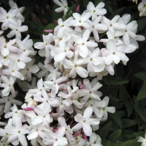 El jazmín es un arbusto originario de regiones tropicales y subtropicales, que destaca por sus hermosas flores.