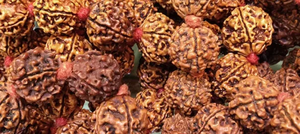 Semilla de Rudraksha - Inciensoshop
