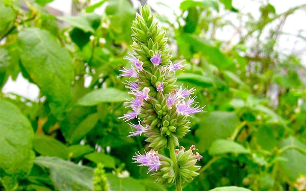 600 Patchouli-Featured-tienda online incienso tienda esencia producto india inciensoshop