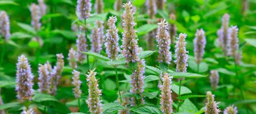 Patchouli_Flowers_on_Plants_1600x Las culturas y personas que buscan Las grandes virtudes de quemar incienso como una actividad espiritual lo hacen por varias creencias.