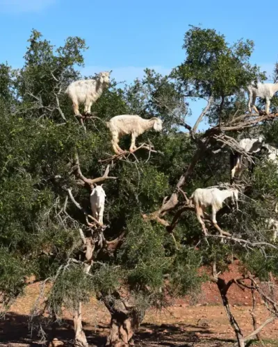 arbol_de_argán.inciensoshop El argán es una árbol floral, y es autóctono de los semis-desiertos del suroeste de Marruecos.