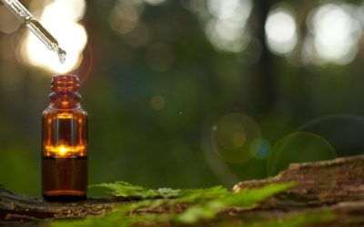 esencia_sándalo.inciensoshop Desde la antigüedad el sándalo ha sido utilizado para múltiples tratamientos medicinales.