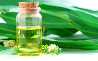 eucalipto_aromaterapia.inciensoshop eucalipto_aromaterapia.inciensoshop