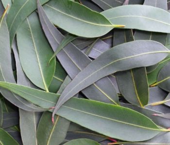 The word eucalyptus comes from the Greek "eu" meaning good and "kalyptos" meaning covered, and refers to its flower buds.