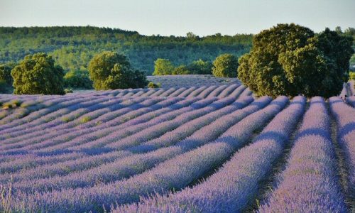 La lavanda es originaria de Francia y España, y se cultiva en regiones cálidas localizadas sobretodo en el mediterráneo.