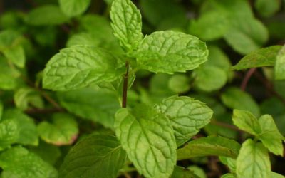 Mint has been used for many years as a food additive.