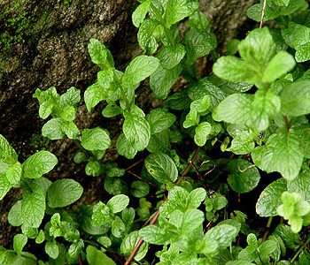 Peppermint is a green-leaved plant with a pungent aroma that is nowadays very easy to distinguish because of its common use.