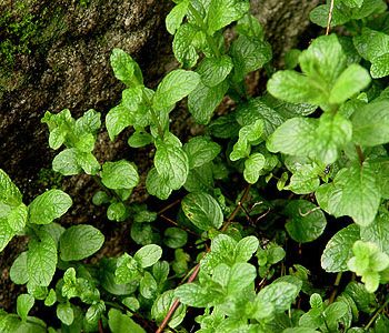planta_menta.inciensoshop La menta es una planta de hojas verdes que emite un aroma penetrante y hoy en día muy fácil de distinguir por su uso habitual.