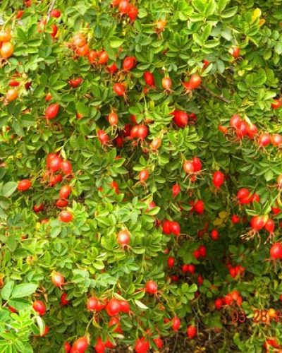 Rosehip is a vegetable oil that comes from the seeds of the Rosa Moschata, a shrub of the rose family.