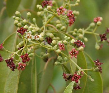 sándalo.planta.inciensoshop El árbol del Sándalo es originario de Asia y de una familia de árboles que pueden alcanzar hasta los 100 años de vida.