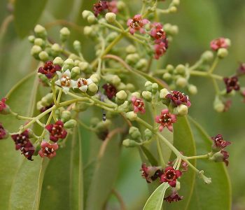 The Sandalwood tree originates from Asia and is from a family of trees that can live up to 100 years.