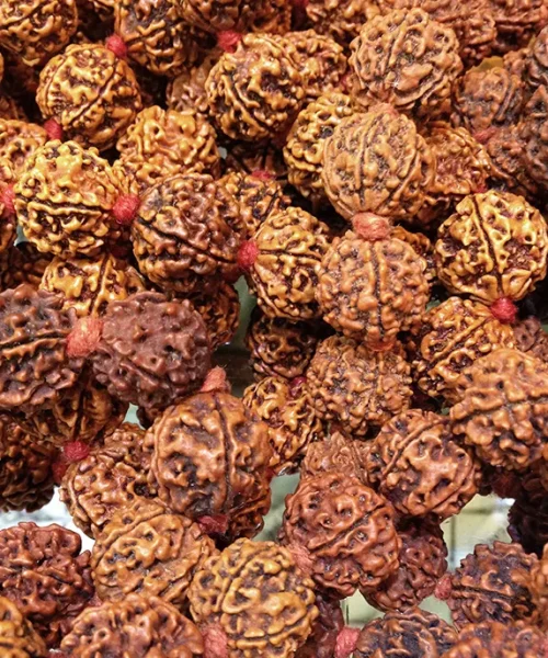 Rudraksha is a seed that comes from the Elaeocarpus Ganitrus tree that grows mainly in volcanic soil and takes about 3-4 years to bear fruit.