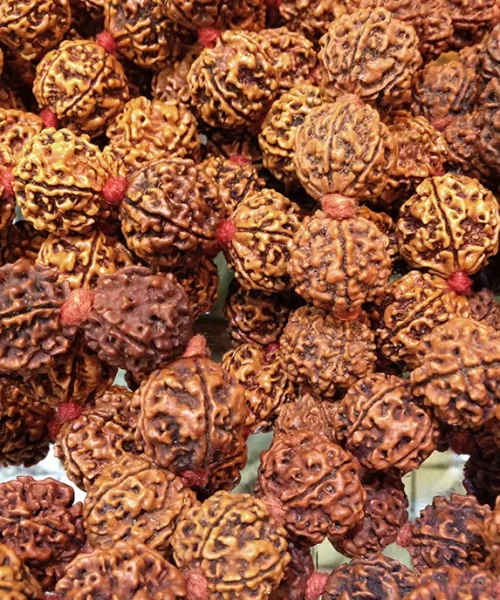 semilla-de-rudraksha.inciensoshop La Rudraksha es una semilla que proviene del Ɣrbol Elaeocarpus Ganitrus que crece principalmente en suelo volcƔnico y tarda alrededor de entre 3 y 4 aƱos en dar fruto.